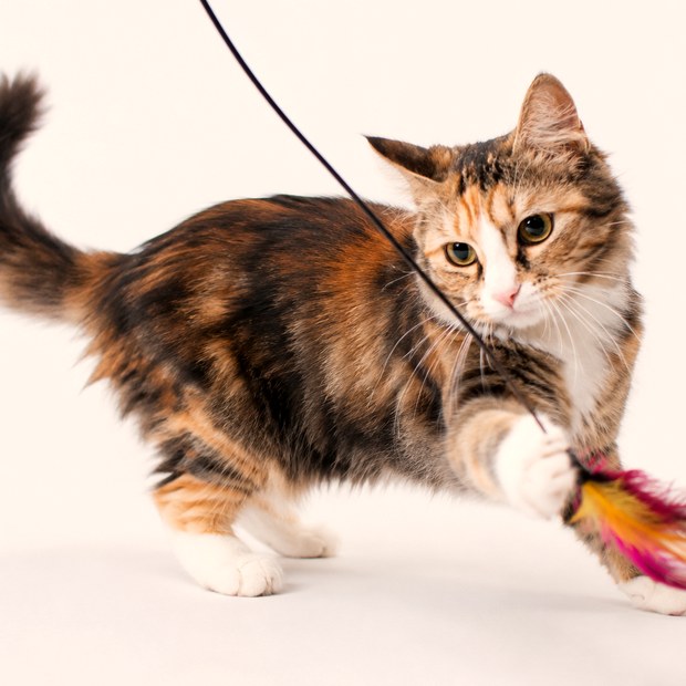 Helen, the tortoiseshell calico